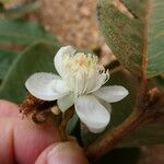 Psidium guineense 花