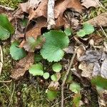 Galax urceolata Leaf