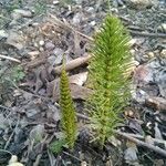 Equisetum telmateia Leaf