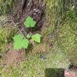 Ribes laxiflorum Feuille