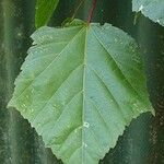 Acer davidii Blatt