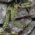 Asplenium aethiopicum Leaf