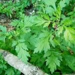 Artemisia vulgaris Blad