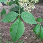 Ptelea trifoliata पत्ता