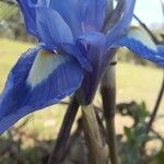 Moraea sisyrinchium Floare
