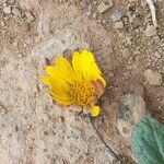 Trichocline auriculata Flor