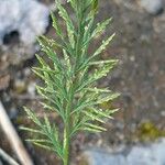 Catapodium rigidum Flor