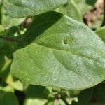 Nolana humifusa Leaf