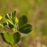 Trifolium dubium Levél