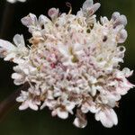 Oenanthe globulosa Fleur