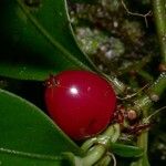 Psychotria chagrensis Плод