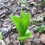Veratrum lobelianum पत्ता