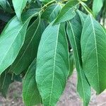 Inga marginata Leaf
