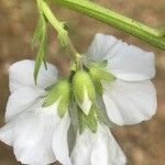 Polemonium caeruleum Blomma