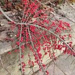 Cotoneaster horizontalis Alkat (teljes növény)