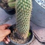 Mammillaria matudae বাকল