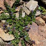 Veronica nummularia Habit