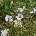 Linum suffruticosum फूल