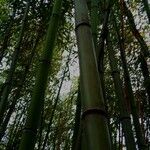 Phyllostachys viridiglaucescens Hábito