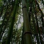 Phyllostachys viridiglaucescens موطن