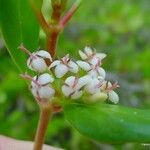 Scyphiphora hydrophylacea Frukto