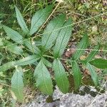 Angelica razulii Leaf