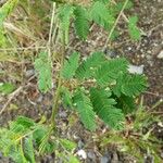 Desmanthus virgatus Leaf