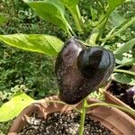Capsicum annuum 果実