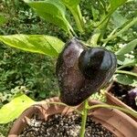 Capsicum annuum Fruit