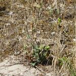 Reichardia gaditana Habit