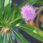 Cheirolophus junonianus Blomst