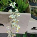 Oncidium baueri Folha