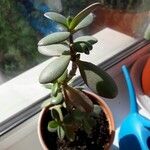 Crassula ovata その他の提案