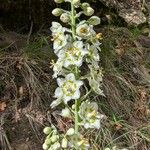 Anticlea elegans Fiore