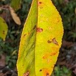 Aronia arbutifolia Feuille