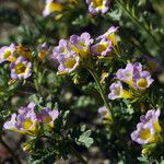 Phacelia bicolor आदत