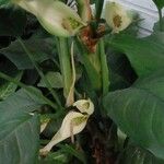 Aglaonema modestum Flower