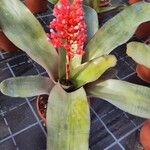 Aechmea miniata Лист