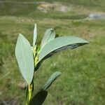 Salix bicolor Levél