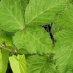 Rubus armeniacus ഇല