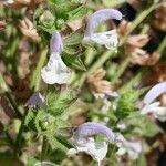 Salvia sclarea Virág