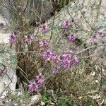 Dalea versicolor Hábitos