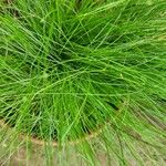 Isolepis cernua Yaprak