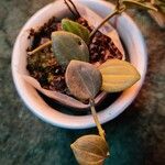 Peperomia quadrangularis Hoja