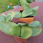 Haemanthus albiflos Hostoa