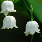 Convallaria majalis 花