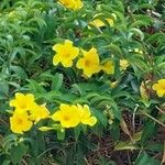 Allamanda catharticaപുഷ്പം