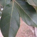 Inga laurina Leaf