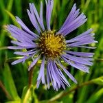 Symphyotrichum puniceum Flower