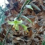 Puya mirabilis Blüte